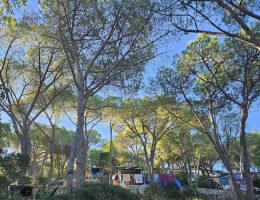Piazzole del Camping Stella Mare immerse nella pineta di Lacona